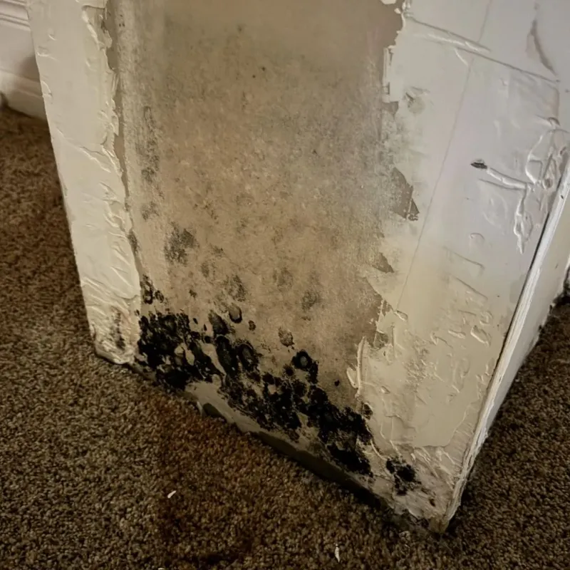 Professional Mold Removal in Lock Haven, PA